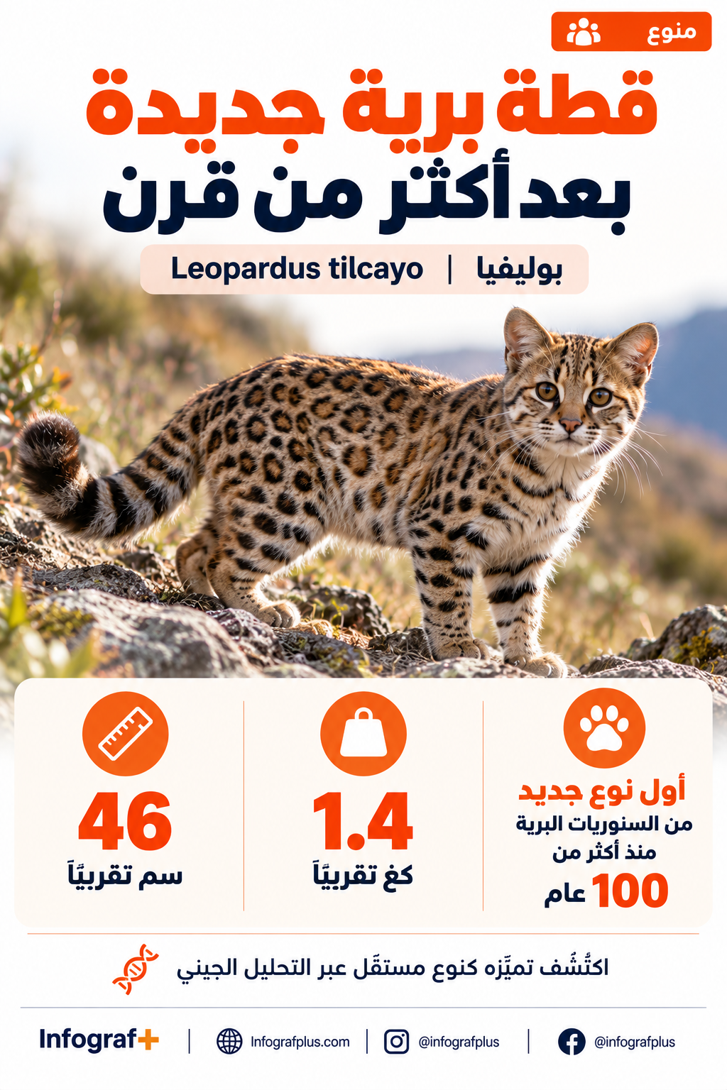 إنفوغرافيك عن اكتشاف نوع جديد من القطط البرية في غابات يونغاس في بوليفيا، باسم Leopardus tilcayo، وهو أول نوع جديد من السنوريات البرية يُوصف علميًا منذ أكثر من 100 عام.